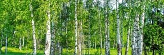 Fototapeta na linku Břízy 180 x 60 cm | KI180-044
