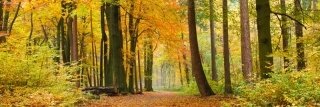 Fototapeta na linku Podzim 180 x 60 cm | KI180-045