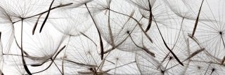 Fototapeta na linku Dandelion 180 x 60 cm | KI180-050