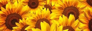 Fototapeta na linku Helianthus 180 x 60 cm | KI180-051