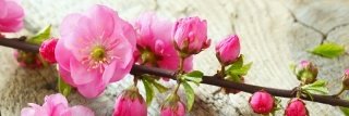 Fototapeta na linku Sakura 180 x 60 cm | KI180-053