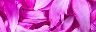 Fototapeta na linku Violet 180 x 60 cm | KI180-055