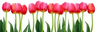 Fototapeta na linku Tulips 180 x 60 cm | KI180-058