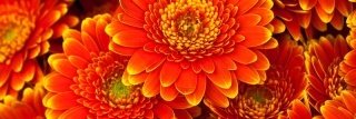 Fototapeta na linku Gerbera 180 x 60 cm | KI180-059