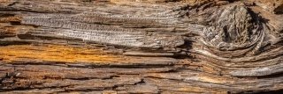 Fototapeta na linku Tree 180 x 60 cm | KI180-062