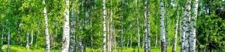 Fototapeta na linku Břízy 260 x 60 cm | KI260-044