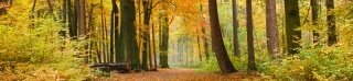 Fototapeta na linku Podzim 260 x 60 cm | KI260-045