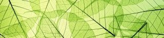 Fototapeta na linku Leaf 260 x 60 cm | KI260-048