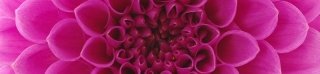 Fototapeta na linku Pink 260 x 60 cm | KI260-049