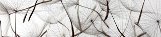 Fototapeta na linku Dandelion 260 x 60 cm | KI260-050