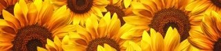Fototapeta na linku Helianthus 260 x 60 cm | KI260-051