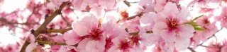 Fototapeta na linku Blossom 260 x 60 cm | KI260-054