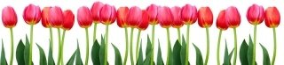 Fototapeta na linku Tulipány 260 x 60 cm | KI260-058