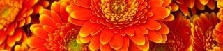 Fototapeta na linku Gerbera 260 x 60 cm | KI260-059