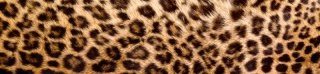 Fototapeta na linku Leopard 260 x 60 cm | KI260-069
