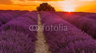 Fototapeta na míru Lavender 450 x 250 cm