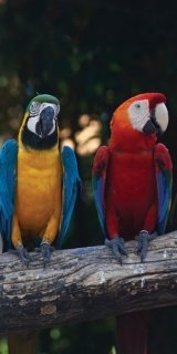 Fototapeta na zeď Colourful Macaw S-184