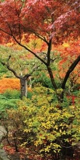 Fototapeta na zeď Colourful Trees S-126