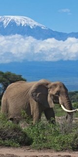 Fototapeta na zeď Elephant S-179 | 110 x 220 cm