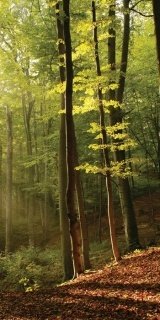 Fototapeta na zeď Forest S-117 | 110 x 220 cm