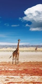 Fototapeta na zeď Giraffe S-180