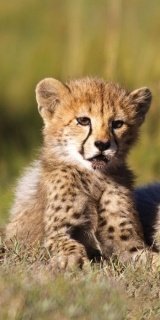 Fototapeta na zeď Cheetah S-189 | 110 x 220 cm
