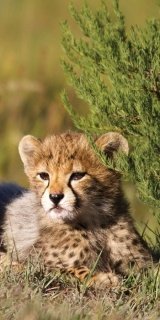 Fototapeta na zeď Cheetah in Grass S-174