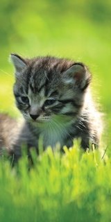Fototapeta na zeď Kitten S-186