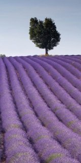Fototapeta na zeď Lavender Field S-163