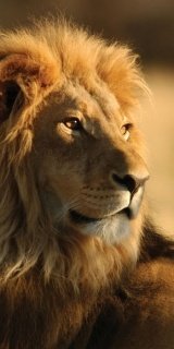 Fototapeta na zeď Lion S-177 | 110 x 220 cm