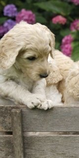 Fototapeta na zeď Puppies S-185 | 110 x 220 cm