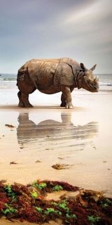 Fototapeta na zeď Rhinoceros S-178