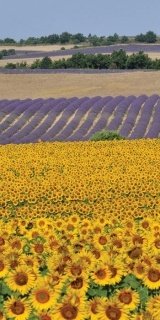 Fototapeta na zeď Sunflowers S-168 | 110 x 220 cm