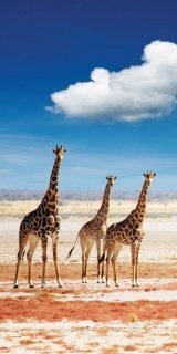 Fototapeta na zeď Three Giraffes S-175 | 110 x 220 cm