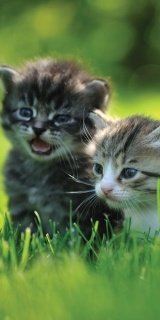 Fototapeta na zeď Two Kittens S-176 | 110 x 220 cm