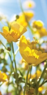 Fototapeta na zeď Yellow Flowers S-172 | 110 x 220 cm