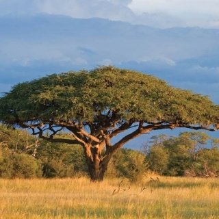 Fototapeta na zeď Acacia Tree L-127