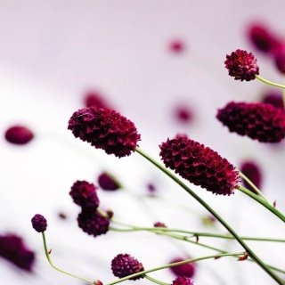 Fototapeta FLORAL VIOLET 212 x 212 cm