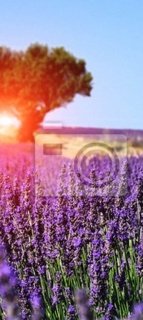 Fototapeta do kanceláře LAVENDER 98 cm x 220 cm