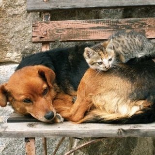 Fototapeta na zeď Cat and Dog L-221