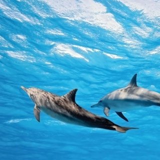 Fototapeta na zeď Dolphins L-208