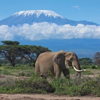 Fototapeta na zeď Elephant L-212