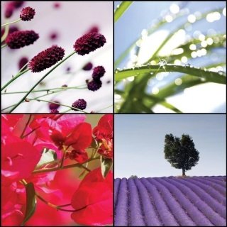 Fototapeta na zeď Floral Collage L-206