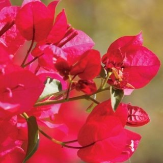 Fototapeta na zeď Floral Red L-203