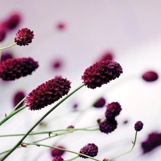 Fototapeta na zeď Floral Violet L-202