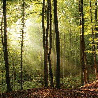 Fototapeta na zeď Forest L-130