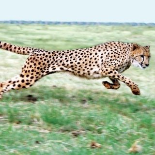 Fototapeta na zeď Gepard L-216