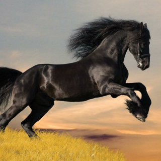 Fototapeta na zeď Horse L-213