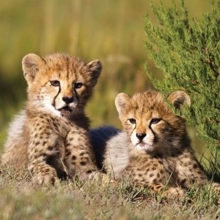 Fototapeta na zeď Cheetah L-211