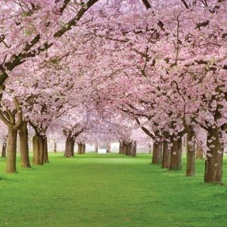 Fototapeta na zeď Cherry Trees L-126